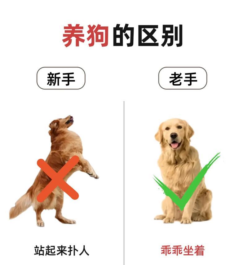 秋田犬与金毛，谁更厉害？（比拼英勇和忠诚，揭秘最优秀的犬种）