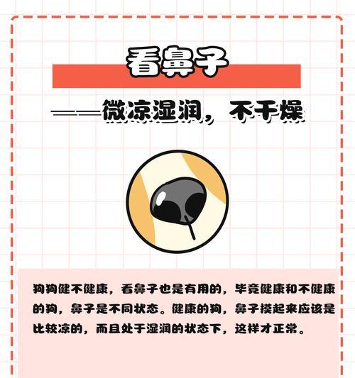 如何检查狗狗的健康状况（了解关键的身体指标，确保狗狗的健康）