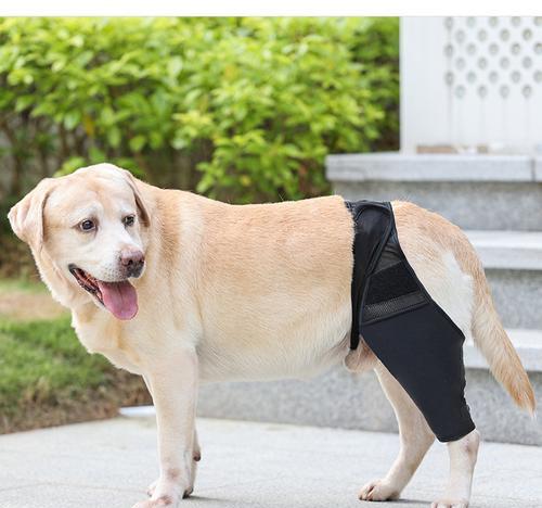 揭开狗狗后腿罗圈腿的谜团（探索罗圈腿原因和治疗方法）