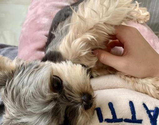 狗狗绝育手术的最佳时机（了解狗狗绝育手术的最佳年龄和时间）