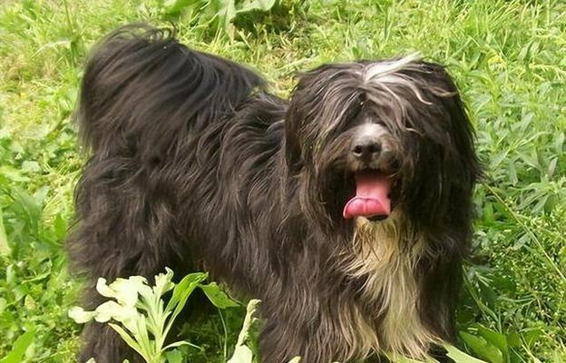 探秘宠物小型犬的魅力（了解宠物小型犬的特点与养护）