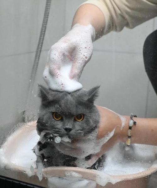 宠物猫狗的洗澡频率及注意事项（宠物猫狗洗澡的最佳频率和正确方法，让你的宠物保持健康干净）