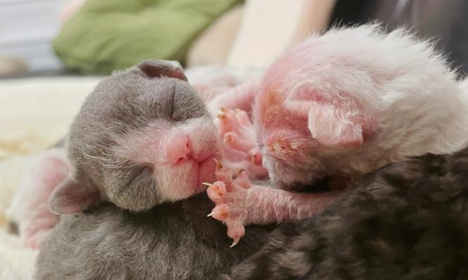 了解以德文卷毛猫的生育周期（探索以德文卷毛猫的繁殖特点和时间）