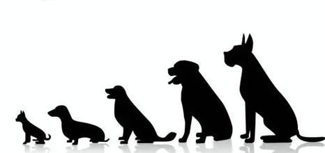 狗狗贫血的福音——医仕高补血肝精的神奇效果（专家推荐，让狗狗重获健康！）