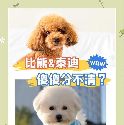 泰迪狗的鼻子颜色（探究泰迪狗鼻子颜色的遗传机制与特点）