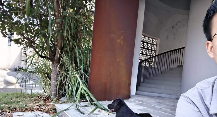 狗狗突然喜欢钻角落的原因及应对方法（为什么狗狗会喜欢钻角落？如何正确应对？）