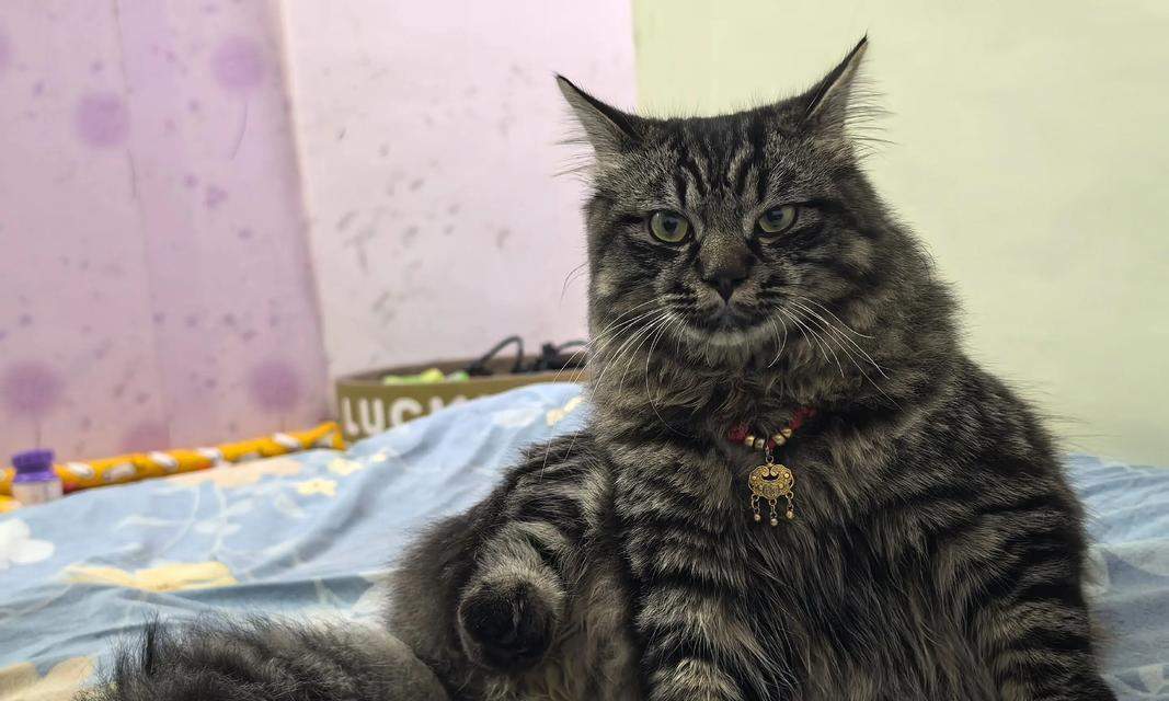 孕猫为何会乱尿？（探究孕猫乱尿的原因及解决方法）