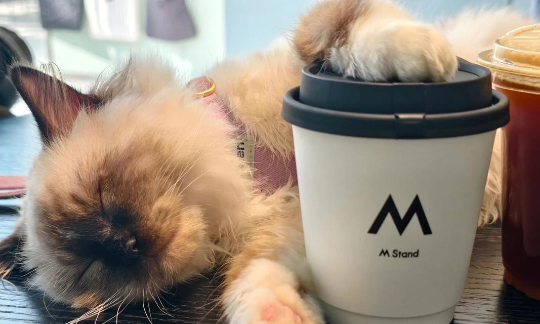 猫咪的困意，睡不着觉（抓住关键时刻，挠痒痒解困）