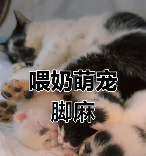 揭秘柯基性别之谜（柯基的性别判定与养护建议）