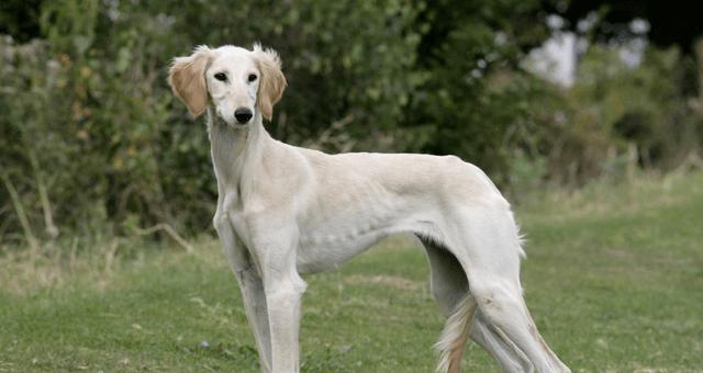 盘点狗界6大长腿狗狗（狗腿又细又长）