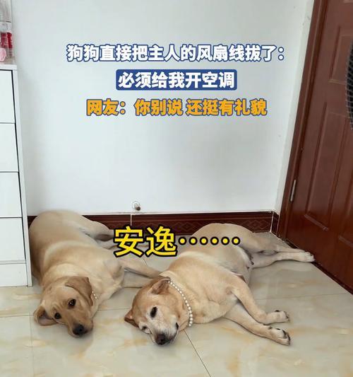 如何让狗狗开空调享受舒适的环境（让你的宠物狗狗在炎热夏天中保持清凉舒适）