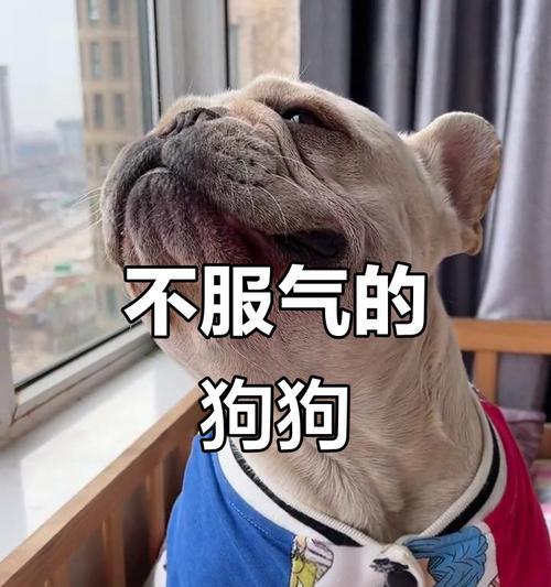 养法国斗牛犬，带来的困扰与幸福