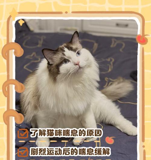 缓解猫紧张的方法（让你的猫咪放松心情的有效途径）
