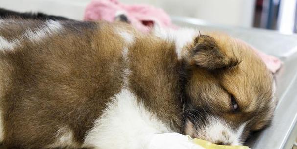 狗狗不喝水能存活多久？（狗狗脱水的原因及应对方法）