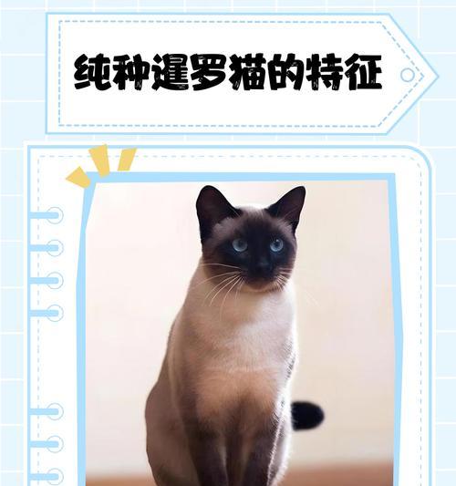 暹罗猫的毛发颜色怎样保持不变？（探讨如何防止暹罗猫毛发变黑的方法与技巧）