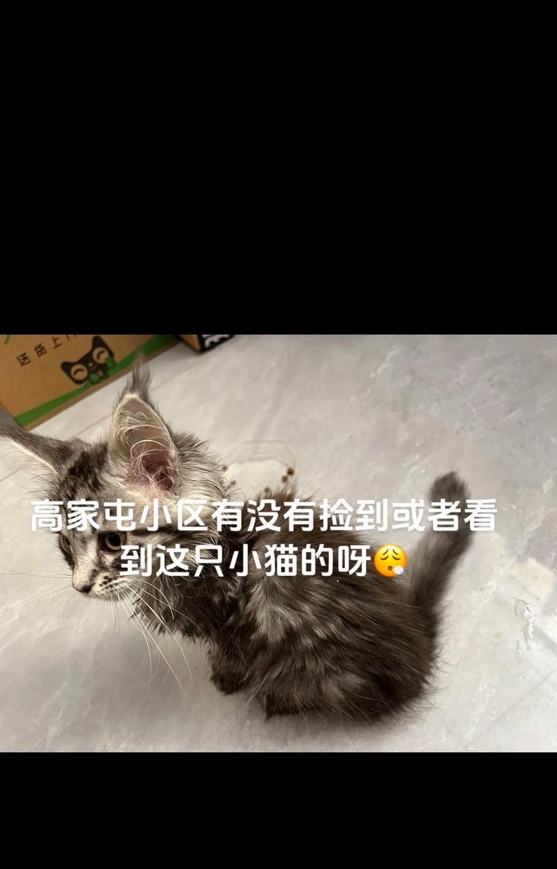 小区监控是否能帮助找回丢失的猫？（探讨小区监控系统在寻找丢失宠物方面的作用与局限性）
