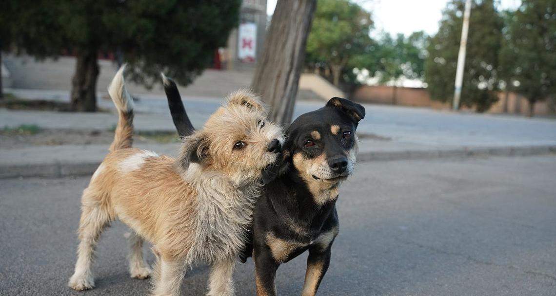 犬科猫科杂交（跨越界限的新生命——犬科猫科杂交的奇妙之旅）