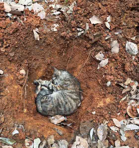 小猫死了，要马上埋了吗？（了解小猫死亡后的处理方式及其重要性）