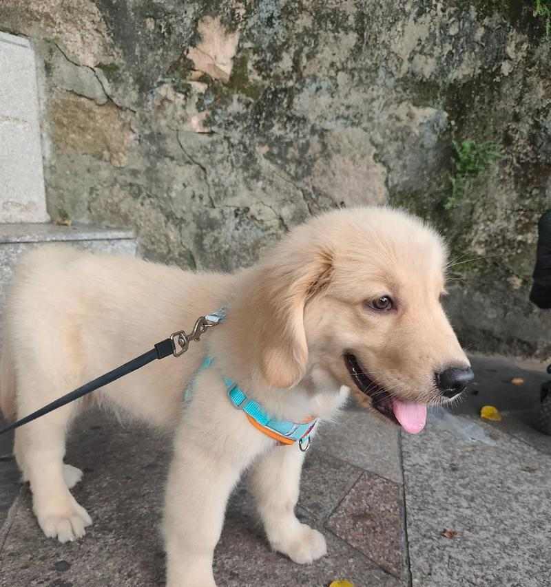 被狗无缘无故追你的经历（狗追逐者、无法摆脱的追击、谜团背后的原因）