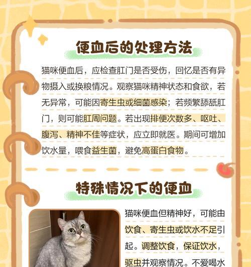 猫猫肠梗阻的治疗方法（解决猫猫肠梗阻问题的有效措施）