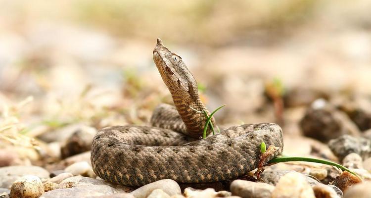 角蝰——一种神秘的蛇类动物（探索角蝰的外貌特征、习性和分布区域）