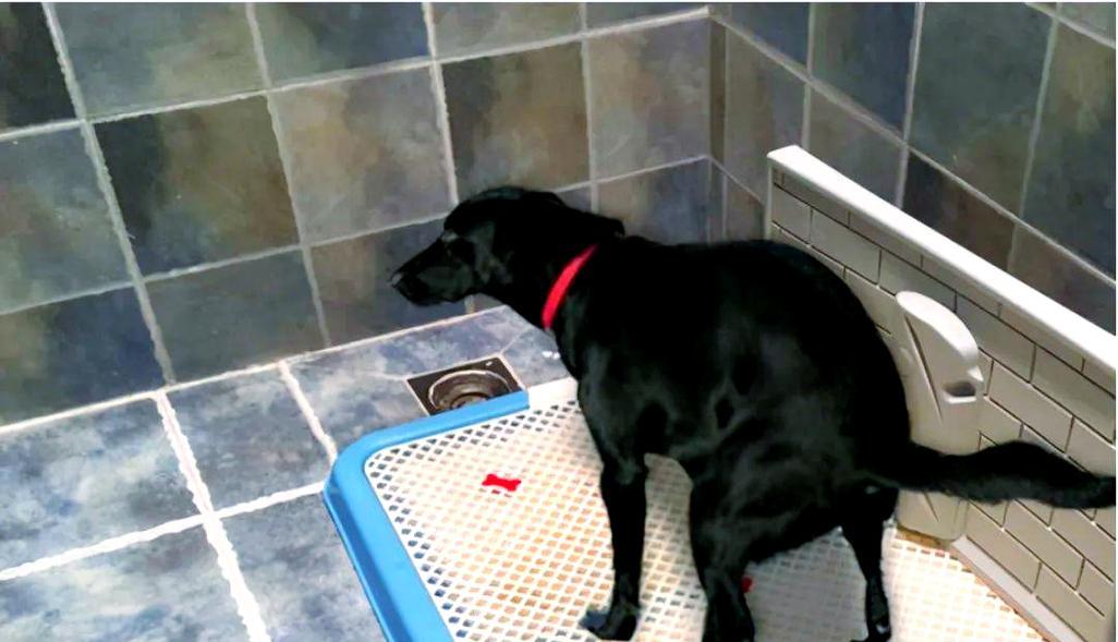 幼犬多久可以自己排泄（揭秘幼犬排泄行为与训练的关键）