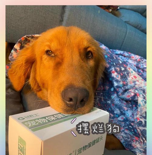 揭秘金毛狗狗口臭之谜（了解口臭的原因，让爱宠恢复清新呼吸）