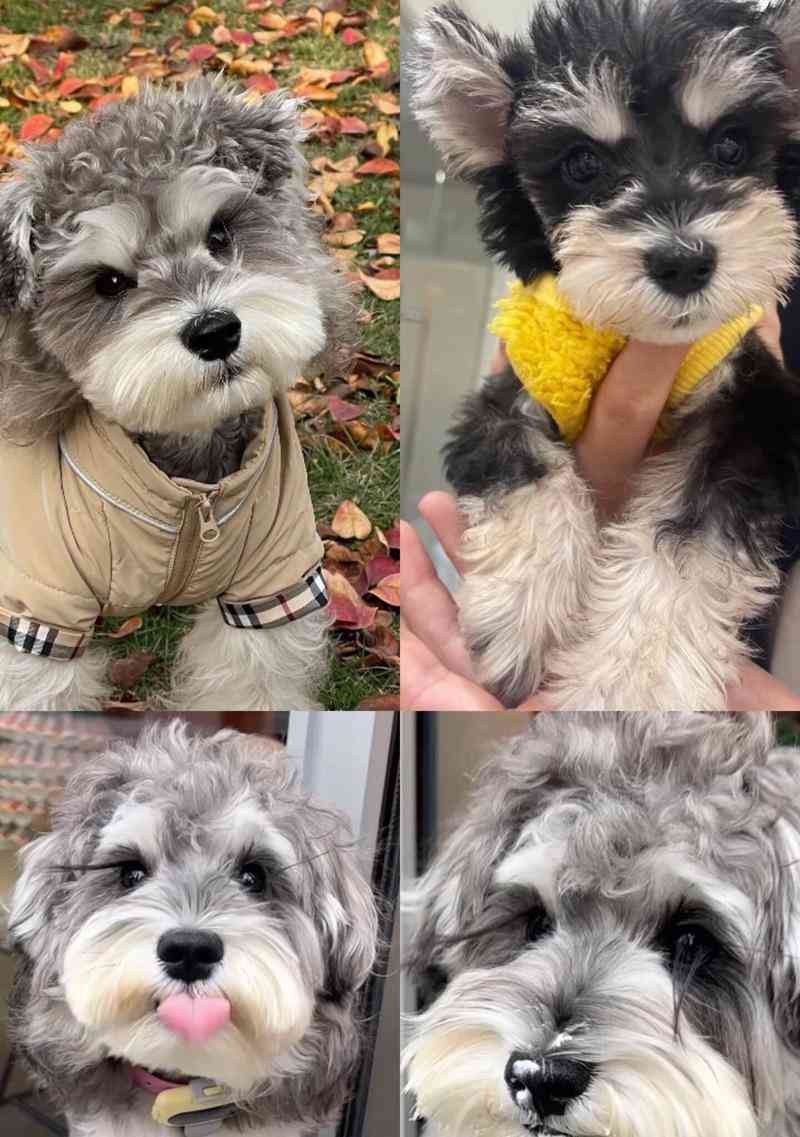 探寻小老头纯种雪纳瑞的多彩色彩（最适合你的雪纳瑞颜色是哪一种？）