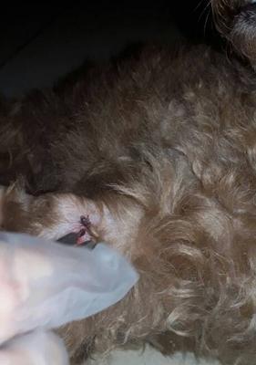 贵宾的驱虫频率及方法（贵宾健康护理中的关键一步）