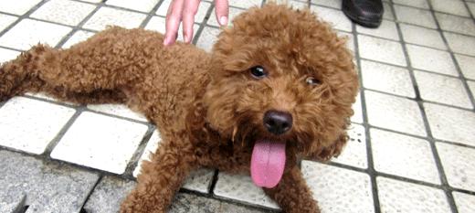 探索棕色宠物狗的魅力（从品种到性格，了解棕色宠物狗的一切）