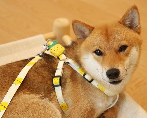 带狗溜一次需要多久？（了解狗的需求和准备工作，掌握溜狗时间的窍门）