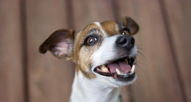 家狗狗眼屎增多，主人要及时排查原因（宠物眼屎增多可能有多种原因，仔细观察狗狗眼部情况）