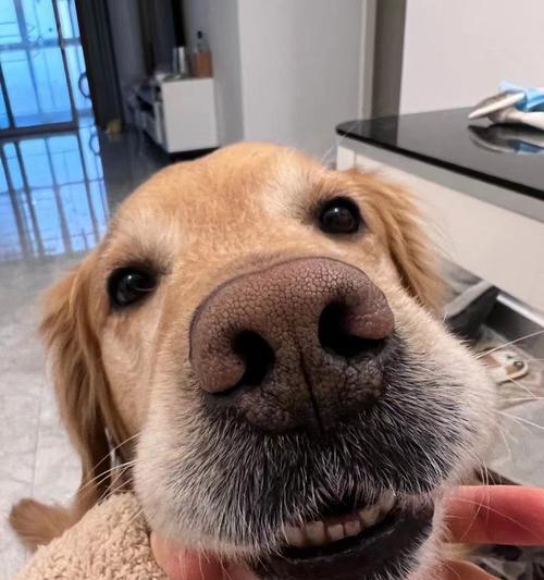 金毛犬的寿命及关键因素（了解金毛犬寿命的关键要素，让它们健康长寿）