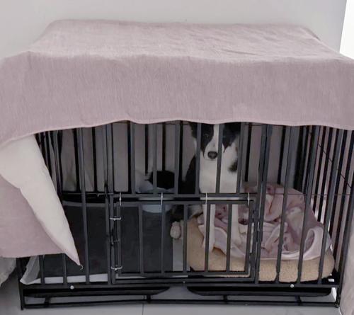 边牧的笼养与训练（打造健康快乐的边牧生活）