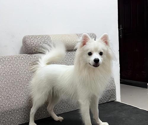 以泰迪和银狐为主角的狗的狗叫什么？（探究不同品种混血犬的命名方式）