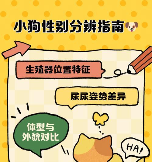 导盲犬和普通狗狗的区别（为什么导盲犬不仅是普通的宠物？）