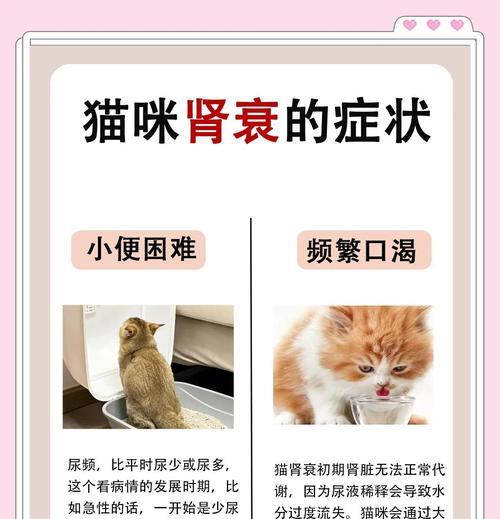 揭秘猫咪多囊肾（多囊肾的成因、症状与治疗方法）