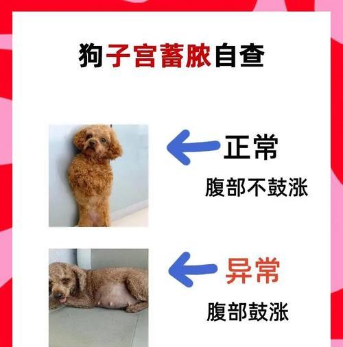 母狗生完了，她的故事（母狗如何在生产后恢复健康和幸福生活）