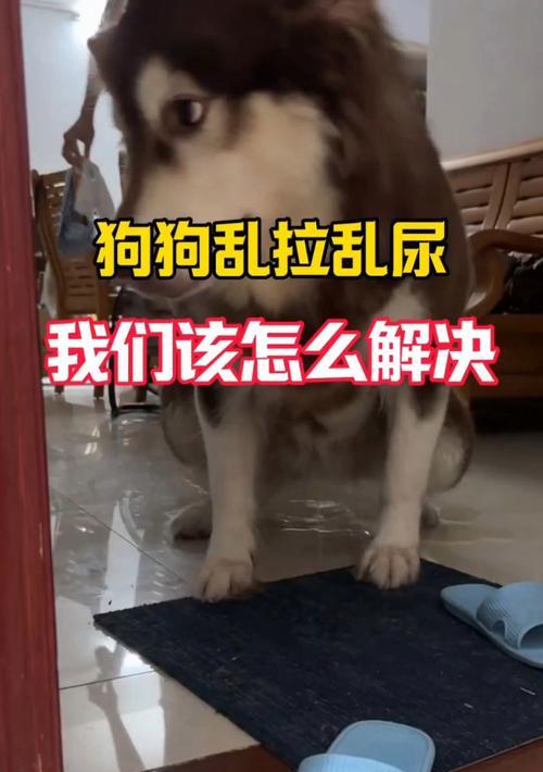 狗狗乱尿的原因及解决方法（分析狗狗乱尿的几个原因，并提供相关解决方法）