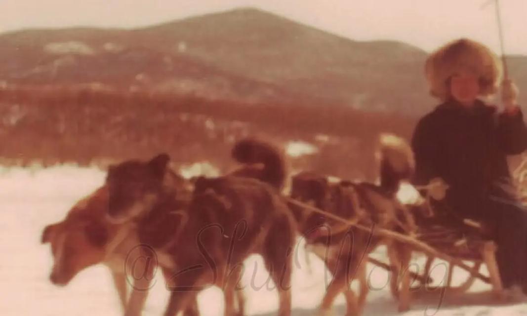 陕北土狗（揭开陕北土狗的神秘面纱，了解其濒危现状与保护措施）