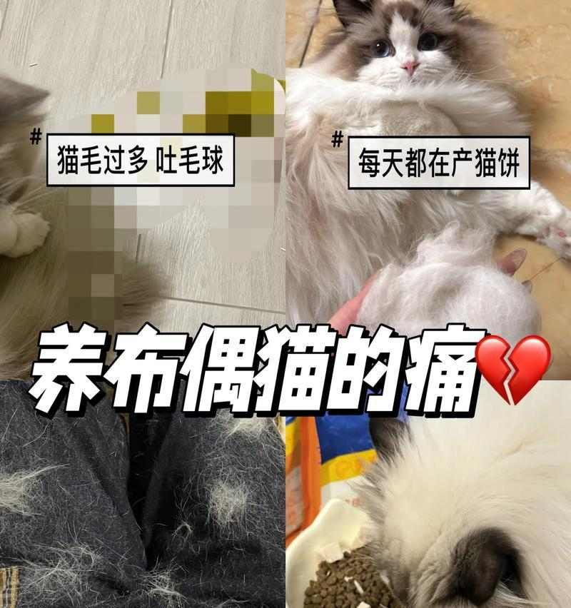 猫咪换毛期可以洗澡吗？（洗澡对猫咪换毛期的影响和注意事项）