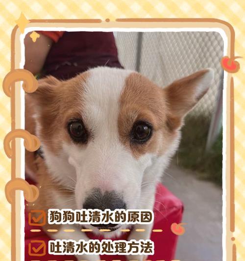 狗狗为什么会吐？（探究狗狗呕吐的原因及应对方法）