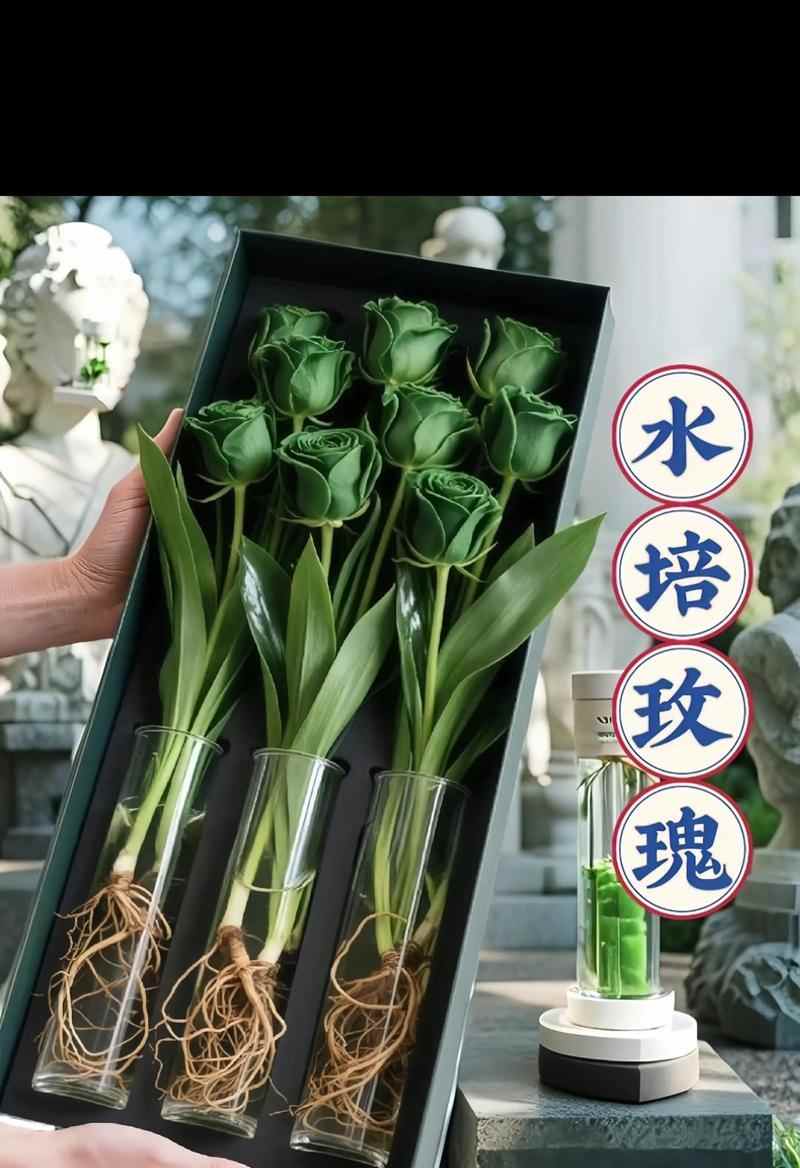 玫瑰的养护指南（掌握这些关键技巧，打造美丽玫瑰花园）