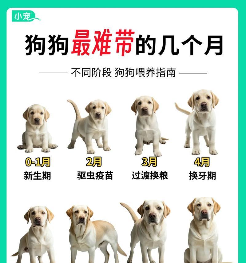 两个月斗牛犬的合理喂养方法（养护小宝宝的关键，从饮食开始）