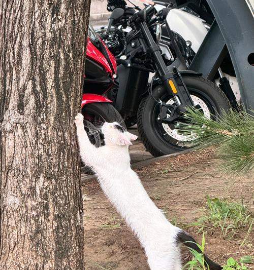 守望相助（友谊无边，伙伴相随）