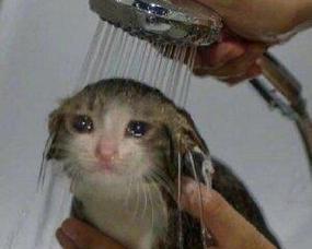 小猫流眼泪的原因及解决方法（揭秘小猫流眼泪的背后问题，帮助你拯救它的眼泪）