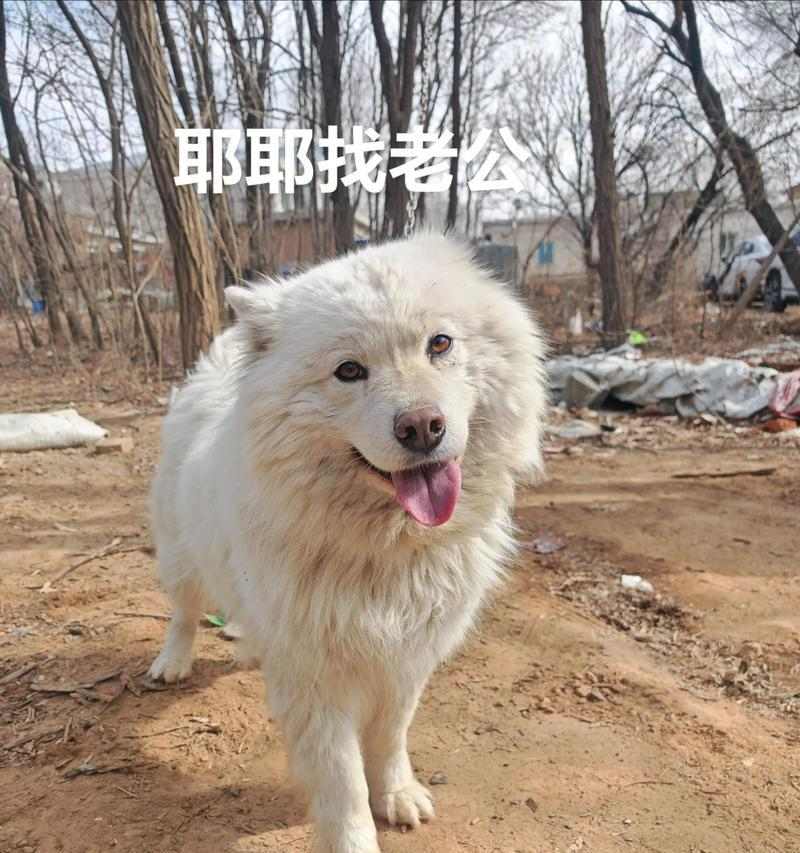 如何判断一只萨摩耶的纯血统与否？（通过关键特征和基因检测来确定纯种与混种的方式）