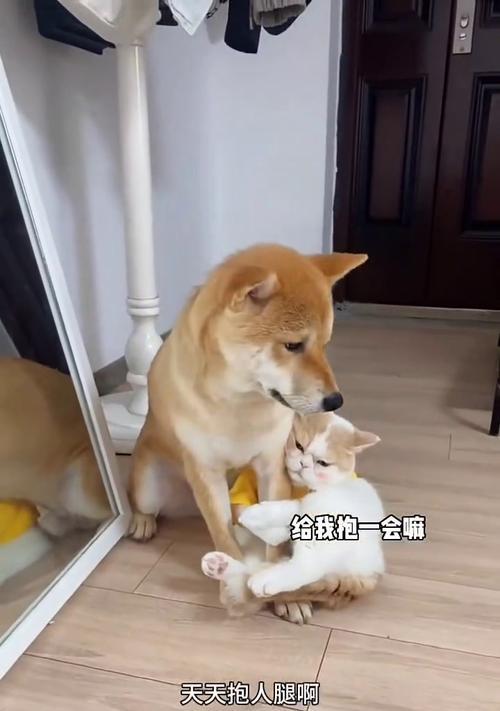 与不愿被抱的猫建立亲密关系的技巧（探索猫咪心理，与独立性强的猫咪建立深厚的情感纽带）