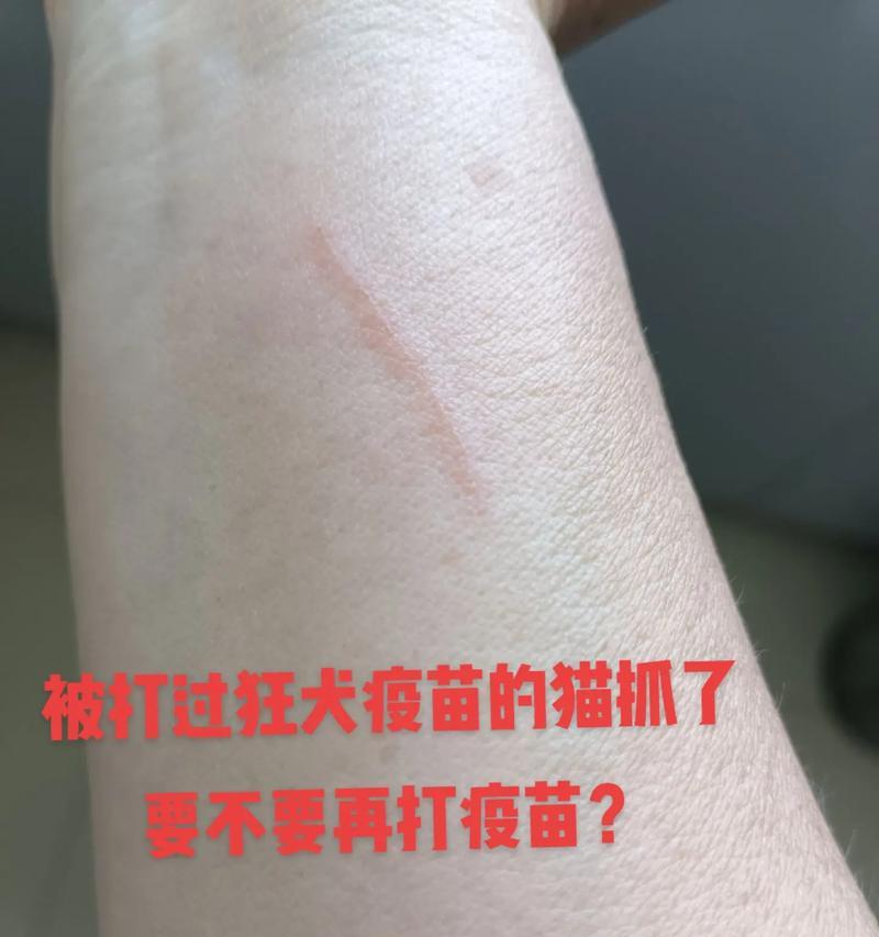 猫疫苗拖了一年没打怎么办？（保护猫咪免受疾病侵害的紧急措施）