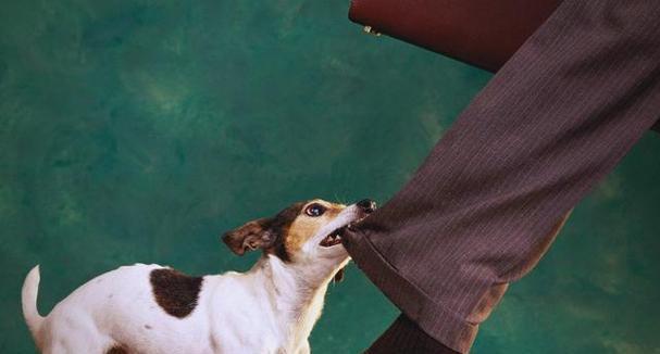 狗狗喜欢扑咬人的原因及应对方法（解析狗狗扑咬行为背后的动机与如何正确引导）